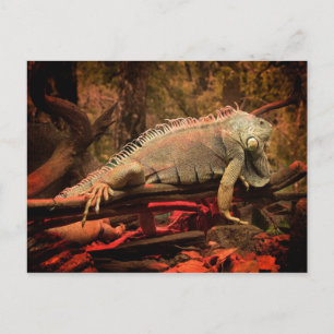 Iguana Vykort