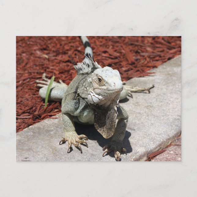 iguana vykort (Framsida)