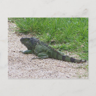 Iguana Vykort