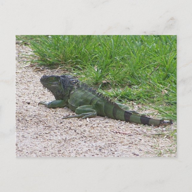 Iguana Vykort (Framsida)