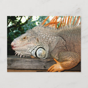 Iguana Vykort