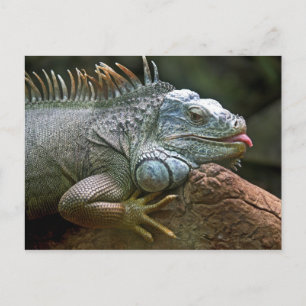 Iguana-vykort Vykort