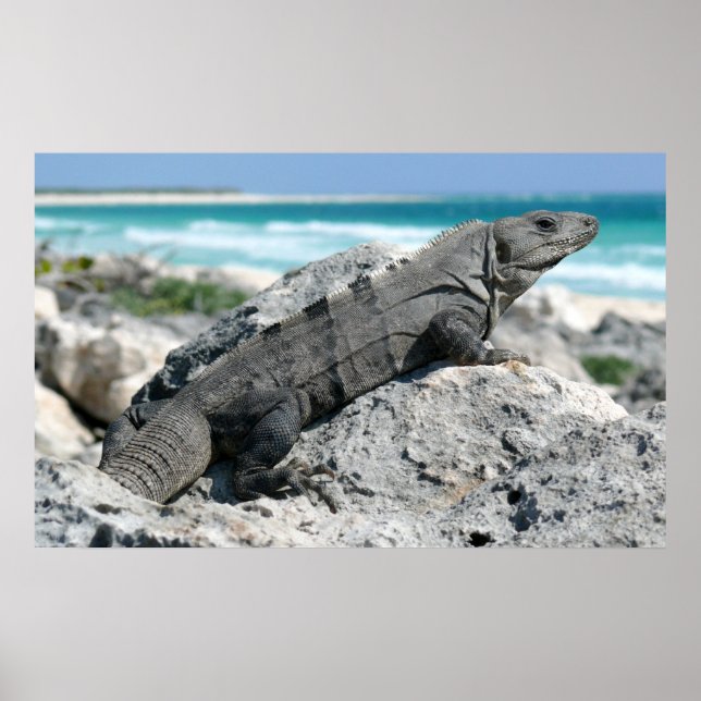 Iguanadagen Poster (Framsidan)