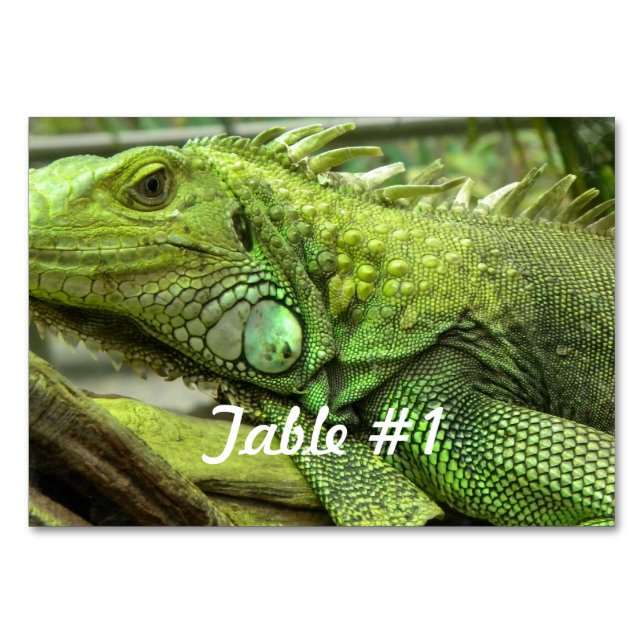 Iguanas och Lizards Bordsnummer (Framsidan)