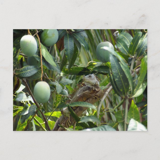 Iguanas vykort i Mango Träd (Framsida)
