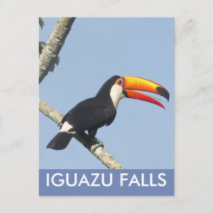 Iguazu Falls Toco Toucan-vykort Vykort