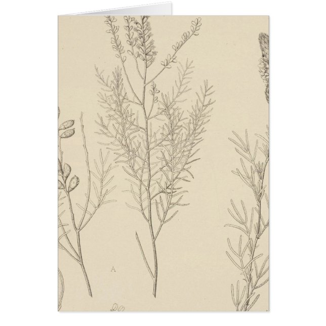 II Parryella, Petalostemon Hälsningskort (Framsidan)