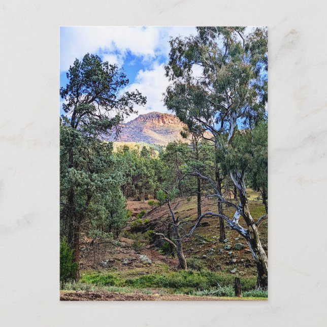 Ikara-Flinders Ranges SA Vykort (Framsida)