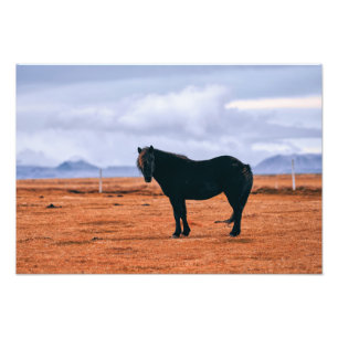 Ikonisk svart isländsk häst fototryck