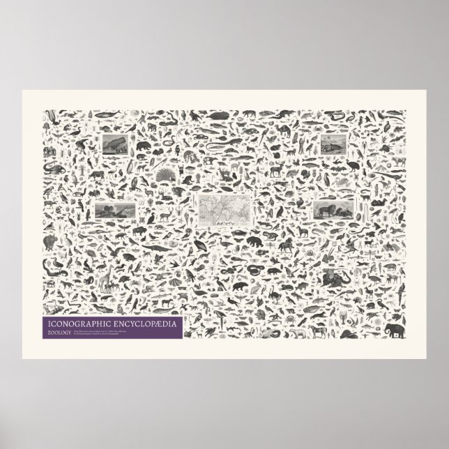 Ikonografi - Zoology Figurer Poster (Framsidan)