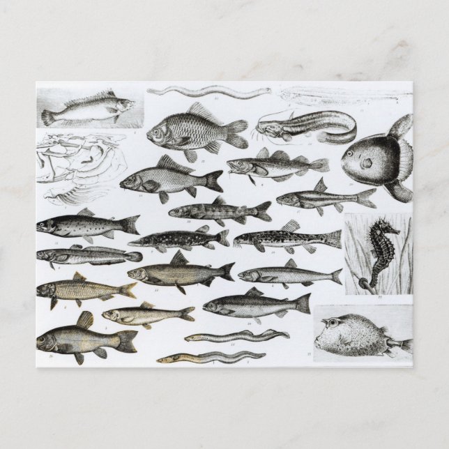 Iktyologi, osseous Fishs, Marisipobranchs Vykort (Framsida)
