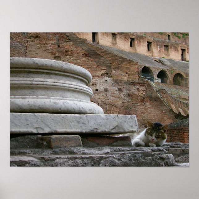 il gatto poster (Framsidan)