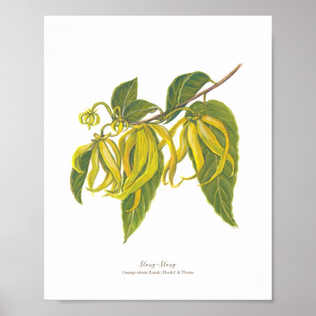 Ilang-Ilang (Cananga odorata) Ph Forest Blooms Poster (Framsidan)