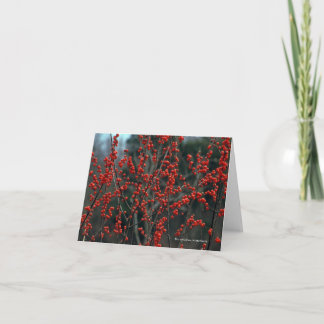 Ilexverticillata, winterberry kort