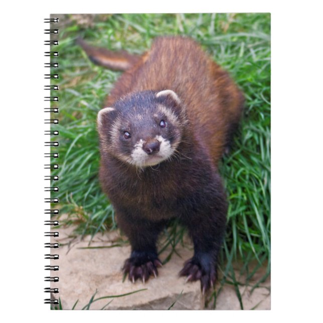 Illernotbok Anteckningsbok (Framsidan)