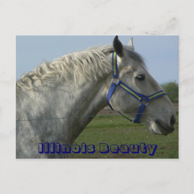 Illinois Beauty Vykort (Framsida)