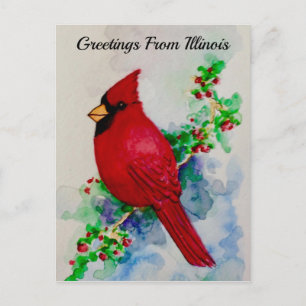 Illinois State Bird Handsome Kardinal Postcard Vykort
