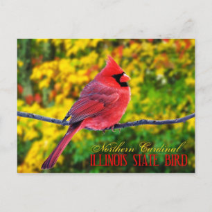 Illinois State Bird - Northern Kardinal Vykort
