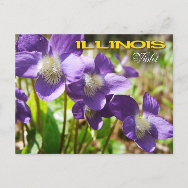 Illinois-tillståndsblomma: Violett Vykort (Framsida)