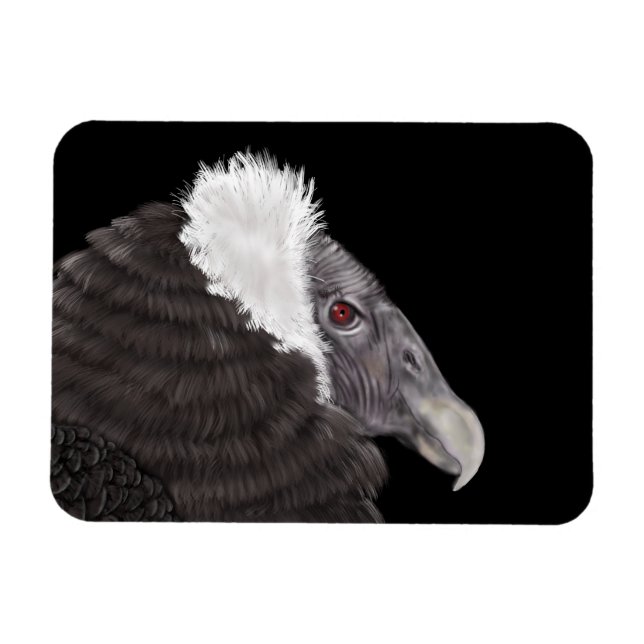 Illustrated Andean Condor Magnet (Horisontell)