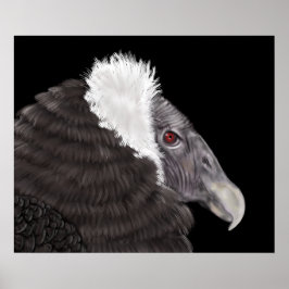 Illustrated Andean Condor Poster