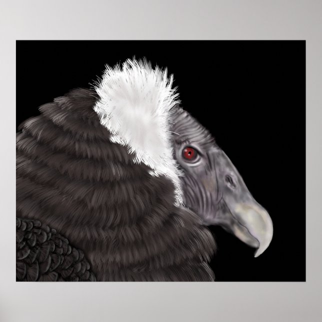 Illustrated Andean Condor Poster (Framsidan)