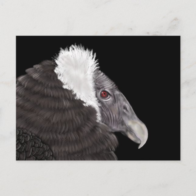 Illustrated Andean Condor Vykort (Framsida)