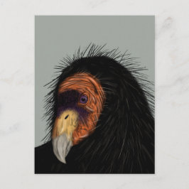 Illustrated California Condor Vykort