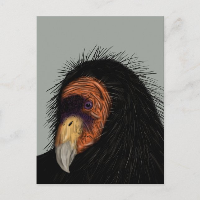 Illustrated California Condor Vykort (Framsida)