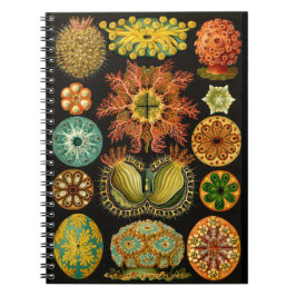 Illustration 6.5X8.75 för Haeckel Ascidiae havsliv Anteckningsbok