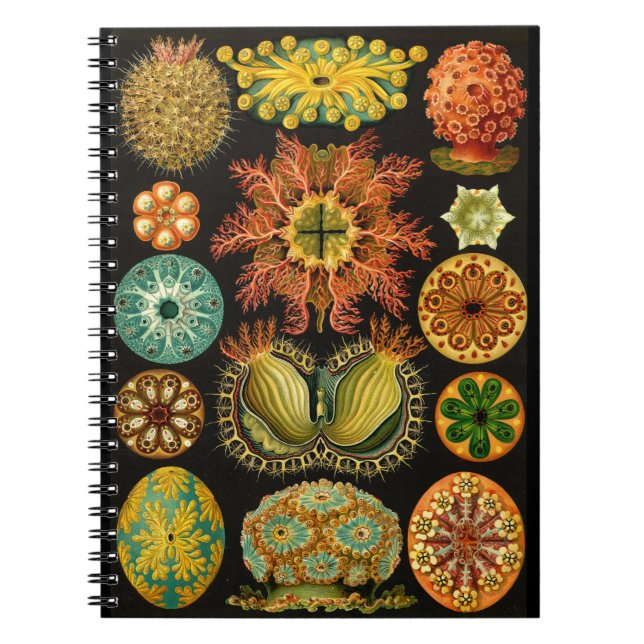 Illustration 6.5X8.75 för Haeckel Ascidiae havsliv Anteckningsbok (Framsidan)