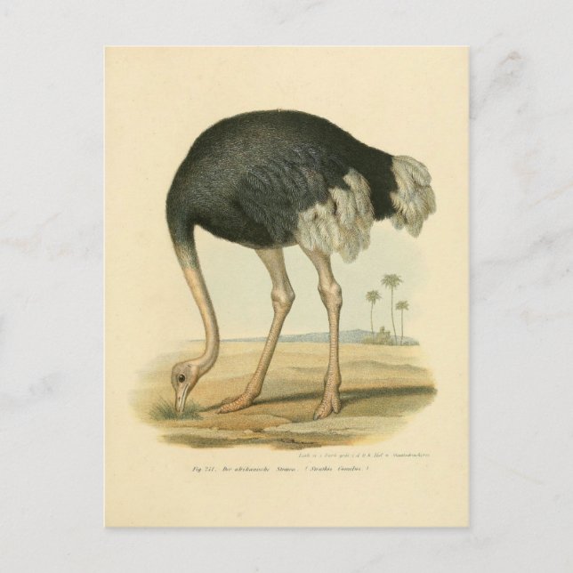 Illustration autruche vykort (Framsida)