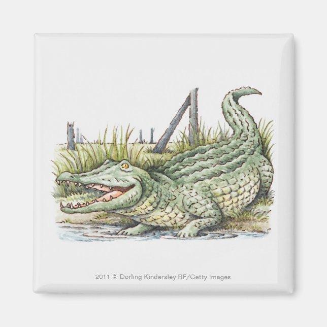 Illustration av alligator på kusten magnet (Framsidan)