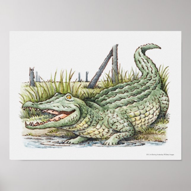 Illustration av alligator på kusten poster (Framsidan)