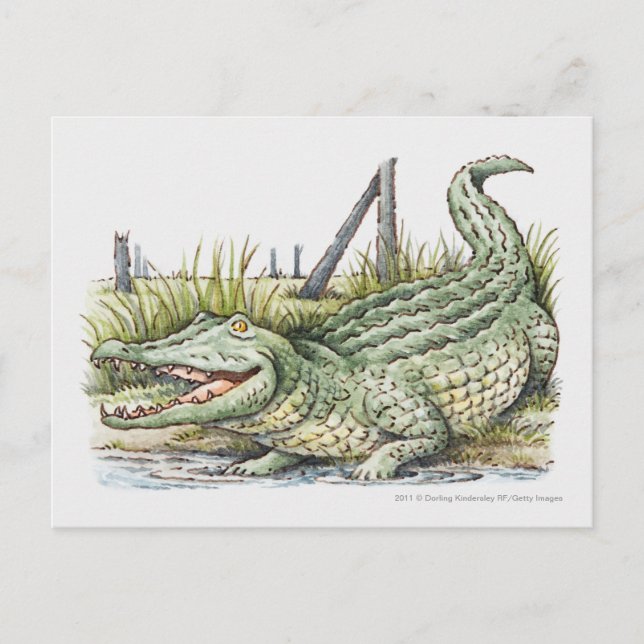 Illustration av alligator på kusten vykort (Framsida)