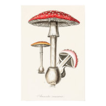 Illustration av Amanita Muscaria Mushroom (