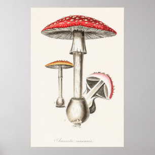 Illustration av Amanita Muscaria Mushroom ( Poster