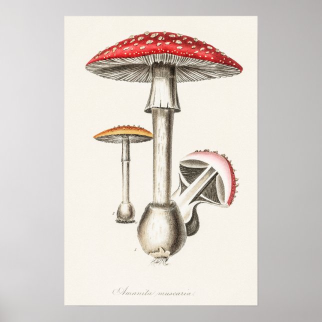Illustration av Amanita Muscaria Mushroom ( Poster (Framsidan)