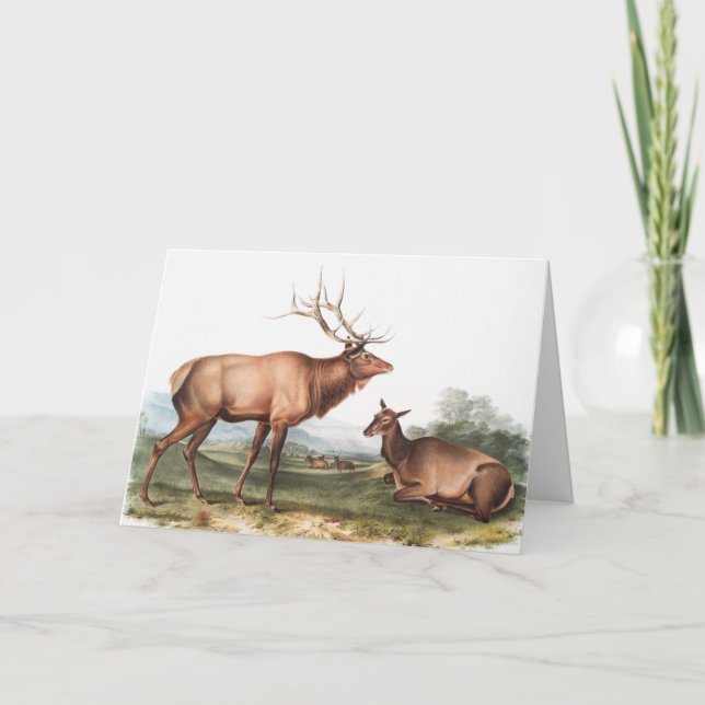 Illustration av amerikansk elk (Cervus Canadensis) Kort (Framsida)
