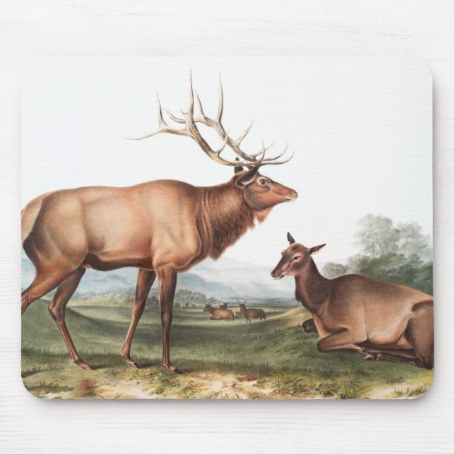 Illustration av amerikansk elk (Cervus Canadensis) Musmatta (Framsidan)