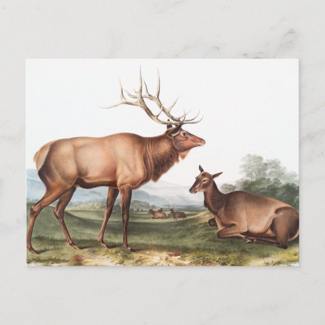 Illustration av amerikansk elk (Cervus Canadensis) Vykort (Framsida)