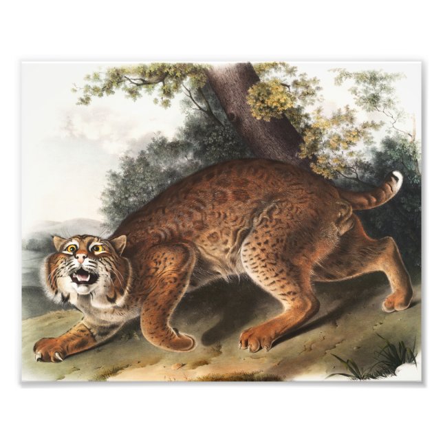 Illustration av amerikansk vildkatt (Lynx rufus) Fototryck (Framsidan)