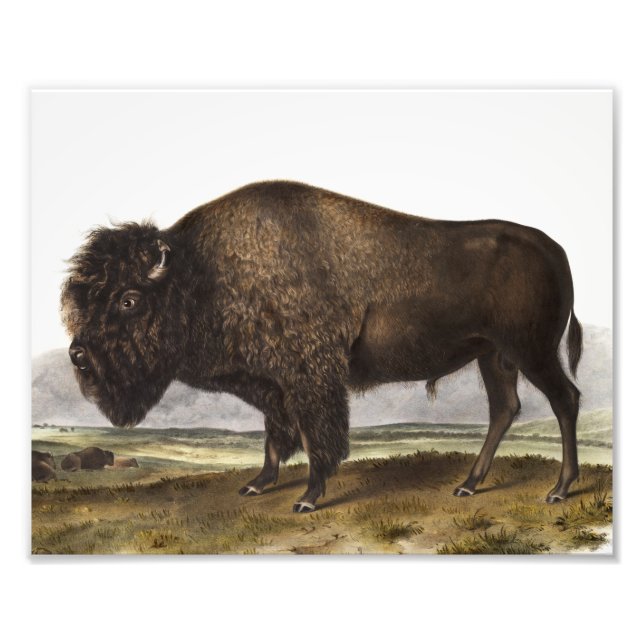 Illustration av amerikanska Bison (Bos Americanus) Fototryck (Framsidan)