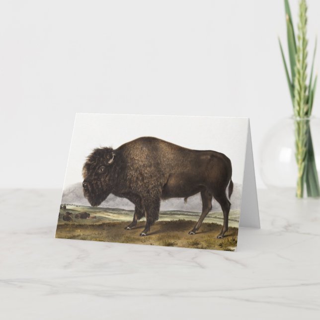 Illustration av amerikanska Bison (Bos Americanus) Kort (Framsida)