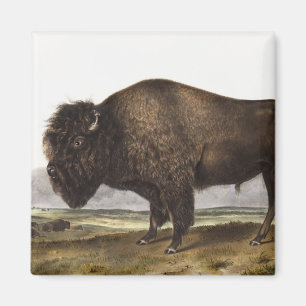 Illustration av amerikanska Bison (Bos Americanus) Magnet