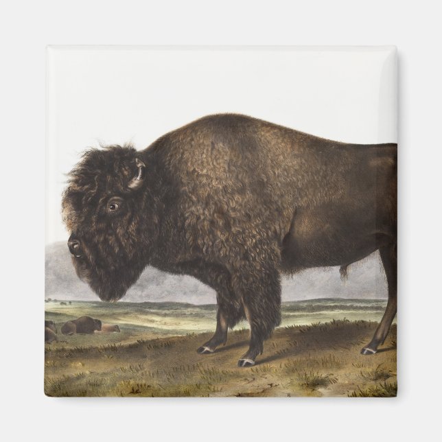 Illustration av amerikanska Bison (Bos Americanus) Magnet (Framsidan)