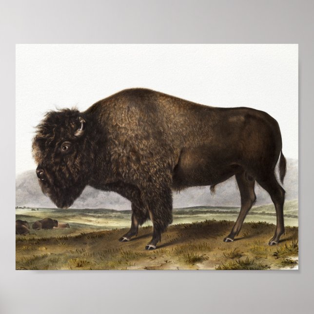 Illustration av amerikanska Bison (Bos Americanus) Poster (Framsidan)