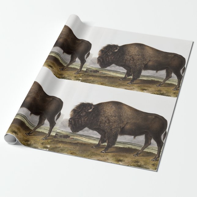 Illustration av amerikanska Bison (Bos Americanus) Presentpapper (Utrullad)