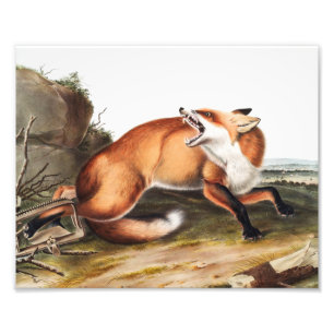 Illustration av amerikanska röda rävar (Vulpes Ful Fototryck