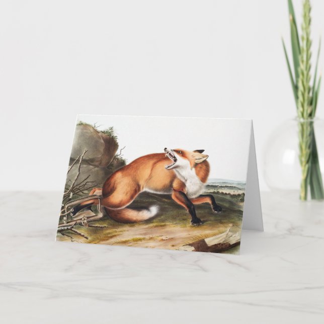 Illustration av amerikanska röda rävar (Vulpes Ful Kort (Framsida)